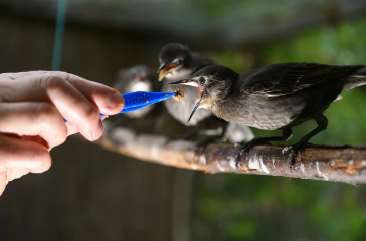 Marie-Pierre Puech, vétérinaire de l'hôpital de la faune sauvage de Laroque (Hérault) nourrit un jeune étourneau, photo du 9 juillet 2019.