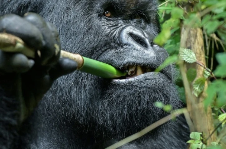 Un gorille de montagne mange une branche de bambou, dans le Parc national des Volcans, au Rwanda, le 29 octobre 2021