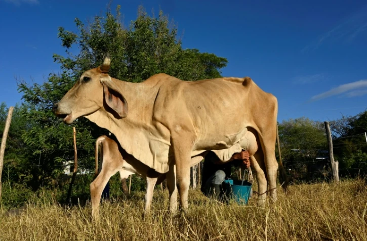 Un homme trait une vache dans le village de Los Piches, à San Lorenzo, au Honduras, le 4 septembre 2026