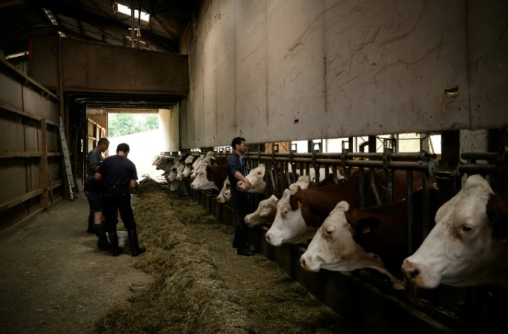 Un vétérinaire vaccine des vaches contre la dermatose dans une ferme d'Aviernoz, le 22 juillet 2025 en Savoie
