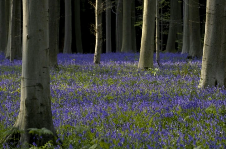 Avec sa hêtraie majestueuse, ses sentiers serpentant dans des vallons et son étonnante mer de jacinthes bleues, le "Bois de Hal", au sud de Bruxelles, attire des visiteurs toujours plus nombreux.