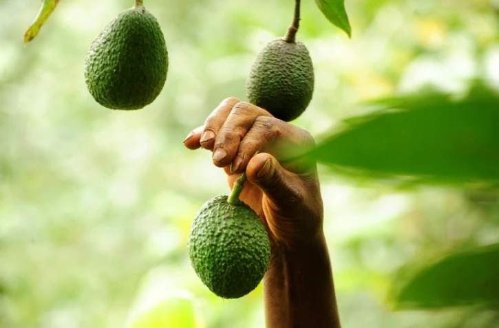 Le fermier Simon Kimani cueille les avocats de sa plantation, le 25 juillet 2018 à Kandara, au Kenya