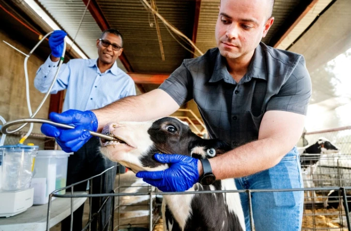 Paulo de Meo Filho, aidé par Ermias Kebreab, insère un tube dans la gueule d'un veau pour pomper du liquide de son estomac qui sera analysé dans le cadre d'un projet de recherche pour réduire les émissions de méthane des bovins. Photo prise à l'université UC Davis en Californie le 23 octobre 2024