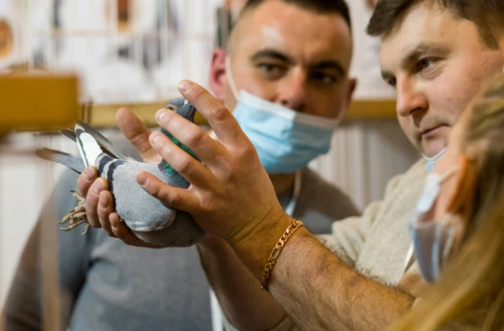 Des visiteurs examinent un pigeon lors de la foire internationale des Pigeons voyageurs, à Katowice, en Pologne, le 7 janvier 2022