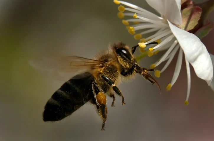 L'Organisation de l'ONU pour l'alimentation et l'agriculture (FAO) et l'Union européenne (UE) ont appelé samedi à une action mondiale pour protéger les pollinisateurs, en particulier les abeilles, indispensables pour assurer la sécurité alimentaire