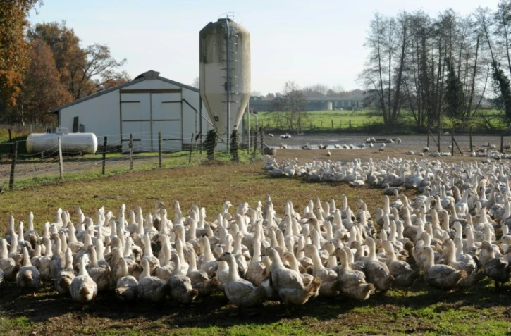Un élevage de canards , le 10 décembre 2015, dans une ferme de Benesse-Maremne (Landes).