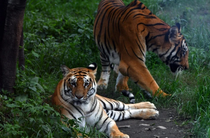 Des tigres du Bengale dans leur enclos du zoo de Lalitpur, le 29 juillet 2022 près de Katmandou, au Népal