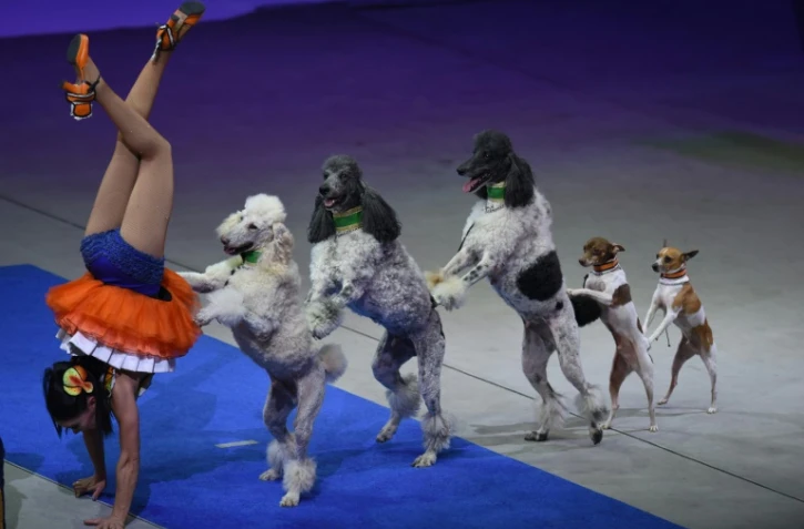 Dernier spectacle du cirque américain Ringling Bros and Barnum and Bailey, au Nassau Veterans Memorial Coliseum, à Long Island (New-York), le 21 mai 2017
