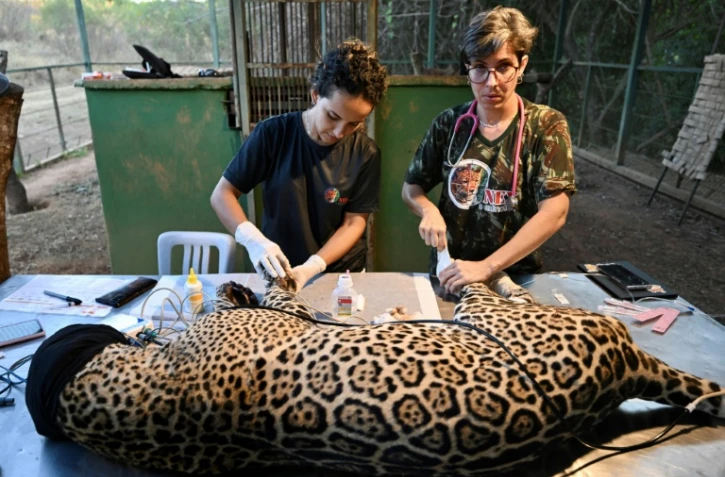 La vétérinaire Pollyanna Motinha (à droite) et une collègue soignent Itapira, une jeune femelle jaguar aux pattes brûlées dans les incendies dans le Pantanal, en Amazonie brésilienne, le 12 septembre 2024 