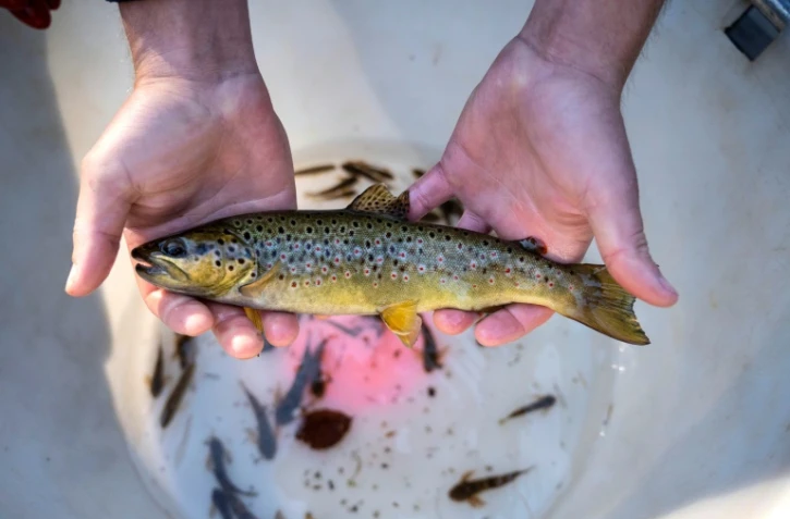 Une truite de la rivière "La Savoureuse", sauvée lors d'une opération de pêche électrique, le 5 août 2020 à Lepuix, dans le Territoire de Belfort