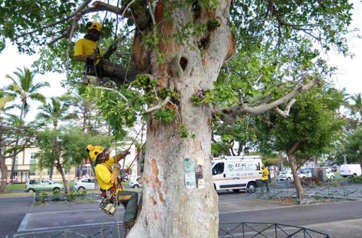 Jeudi 16 Décembre 2010
Le Port abattage du Ficus place des cheminots