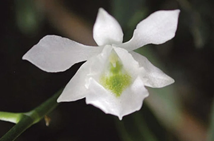 Photo Patrice Bernet