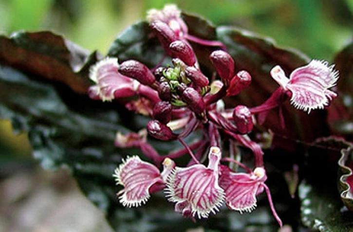 Photo Patrice Bernet