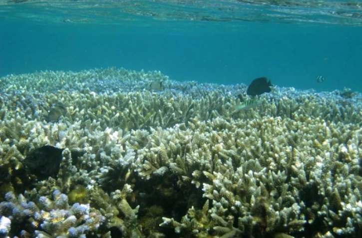 Mesures dans le lagon
(Photo DR - Vianney Denis)