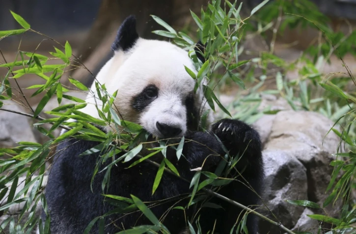 Le panda Lei Lei, sur cette photo datant du 16 décembre 2025, et son frère Xiao Xiao vont quitter Tokyo le 27 janvier pour la Chine