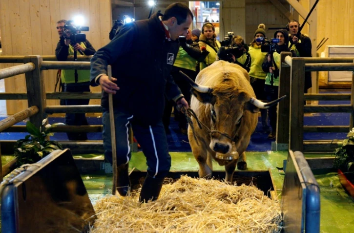 "Haute", une vache âgée de 6 ans et mascotte du Salon de l'Agriculture avec son propriétaire Thibault Dijols au Parc des Expositions de la Porte de Versailles à Paris, le 22 février 2018