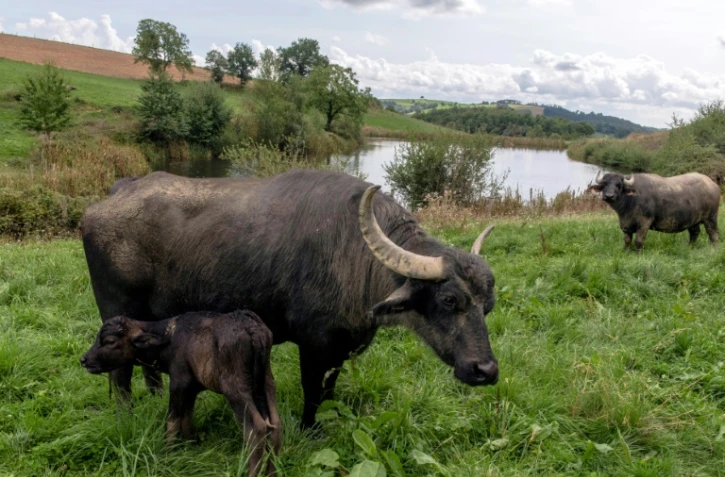 Des bufflonnes dans un pâturage à Almont-les-Junies, le 29 août 2018 dans l'Aveyron
