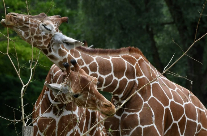 Des girafes au zoo Hellabrunn de Munich, le 12 juillet 2019 en Allemagne