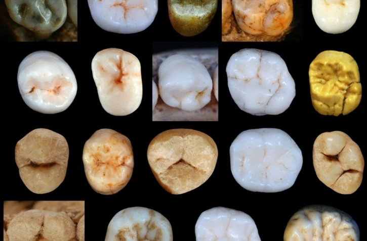 Des dents d'hominidés trouvées dans les cavernes de Sima de los Huesos en Espagne, publiées par le University Collège de Londres 
