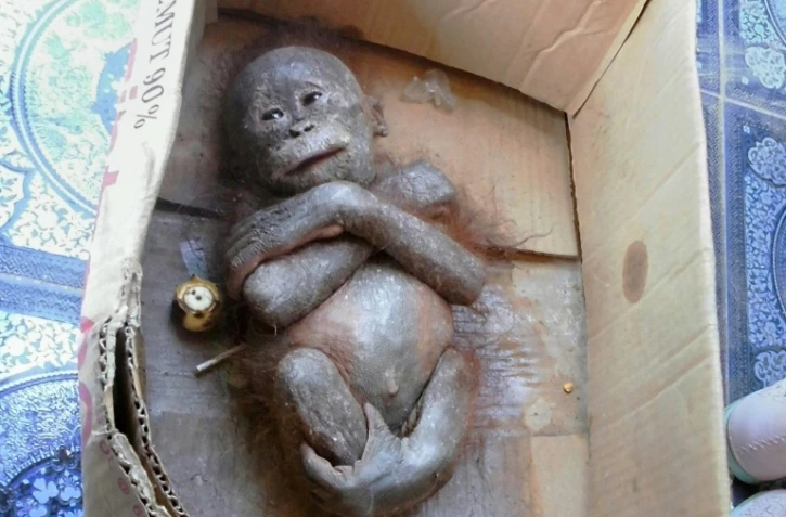 Photo de Gito après son sauvetage prise le 16 août 2015 et diffusée le 14 janvier 2016 par International Animal Rescue