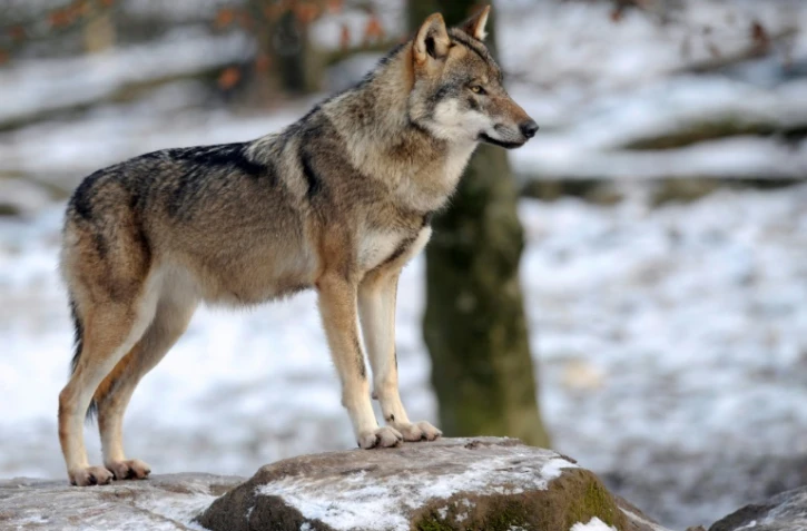 Un loup au parc animalier de Sainte-Croix, à Rhodes, le 12 décembre 2012