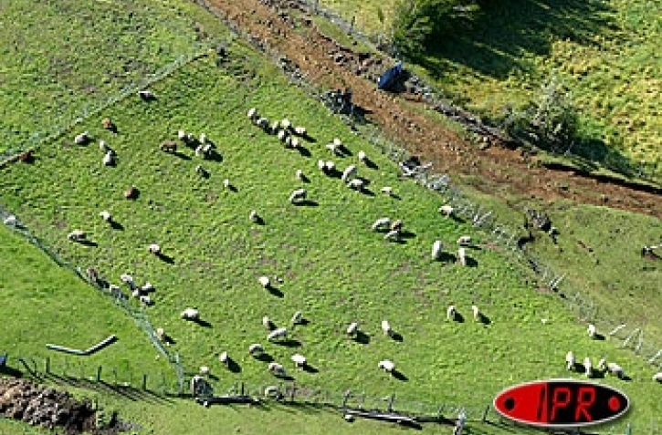 Elevage de moutons dans l'Est