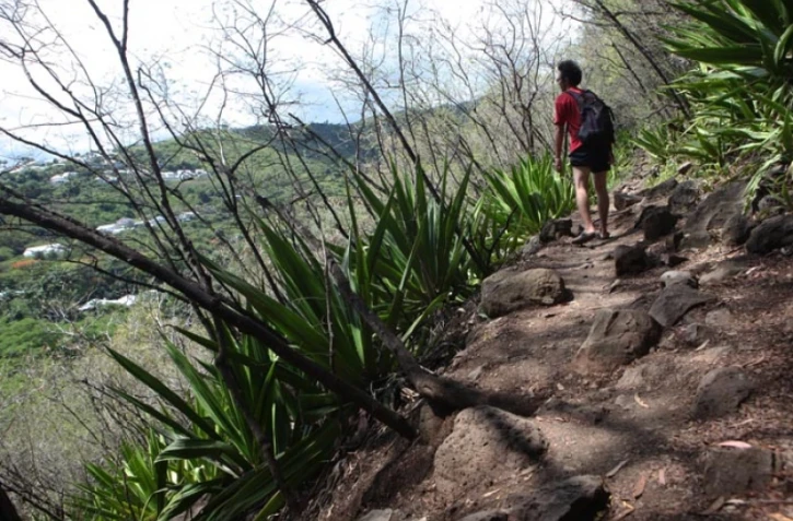 Vendredi 7 Janvier 2011Sentier botanique de La Providence (Photo Marie Trouvé)