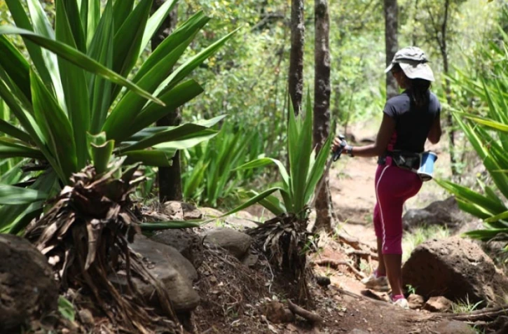 Vendredi 7 Janvier 2011
Sentier botanique de La Providence
(Photo Marie Trouvé)