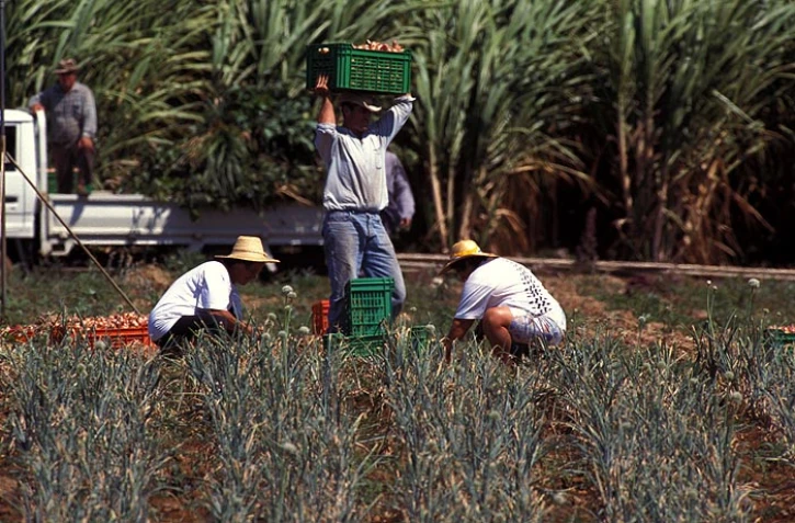 Travail dans les champs (Photo Archives)