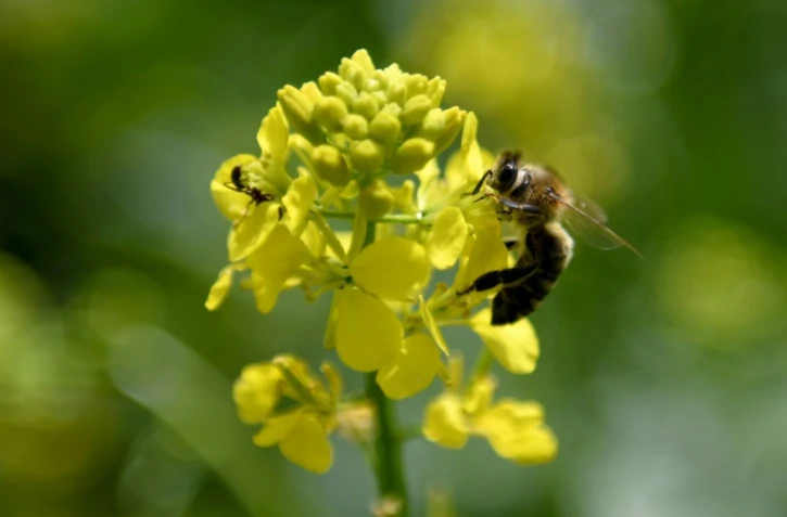 Une abeille butine dans un champ de fleurs à Plasa, le 13 mai 2020 en Albanie