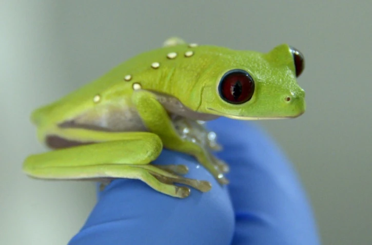 Une grenouille d'Arbre de spurrelli (Agalychnis spurrelli), au Centre Jambatu de recherche et conservation des amphibiens, à San Rafael, au sud-est de Quito en Equateur, le 4 juillet 2017