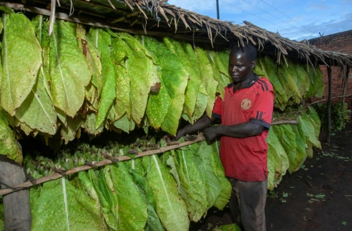 Un producteur de tabac, Chikumbutso Chekeni, devant sa récolte dans le village de Mlangala, au Malawi, le 8 avril 2022 