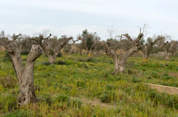 Des oliviers infectés par la bactérie "Xylella Fastidiosa" le 11 février 2016 à Gallipoli, près de Lecce dans les Pouilles en Italie