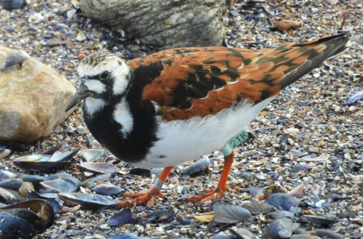 Un tournpierre, identifié comme "2TK" sur la bague en plastique qu'il porte à une patte, le 14 avril 2022 à Punta del Este, en Uruguay