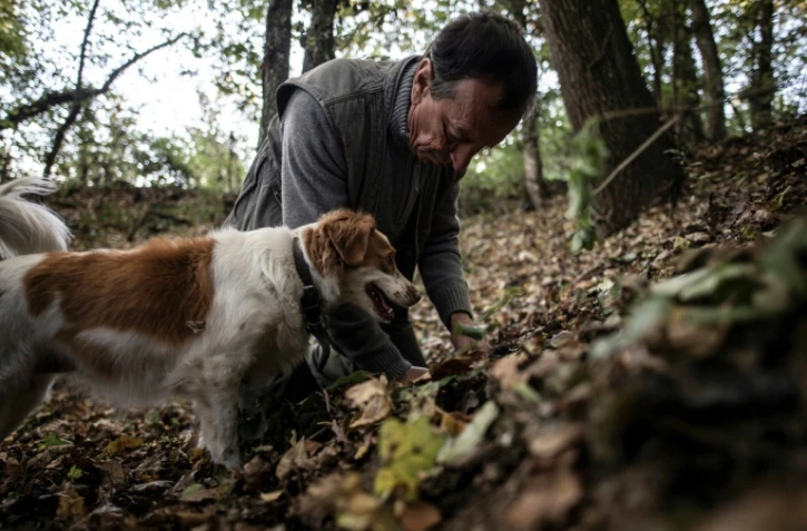 Giovanni Monchiero entraîne le chien Rocky à trouver des truffes, le 24 octobre 2018 à Roddi, en Italie