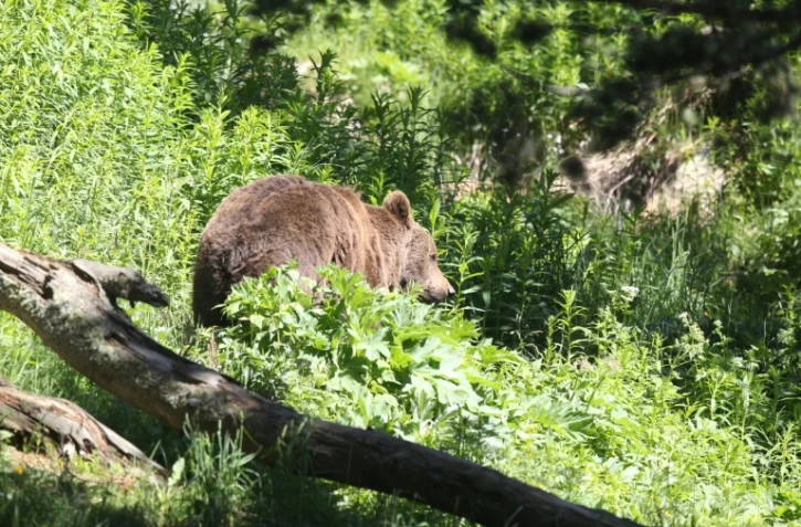 Nicolas Hulot souhaite réintroduire à l'automne deux ours femelles dans les Pyrénées, une opération inédite depuis 12 ans qui risque de provoquer l'opposition des éleveurs