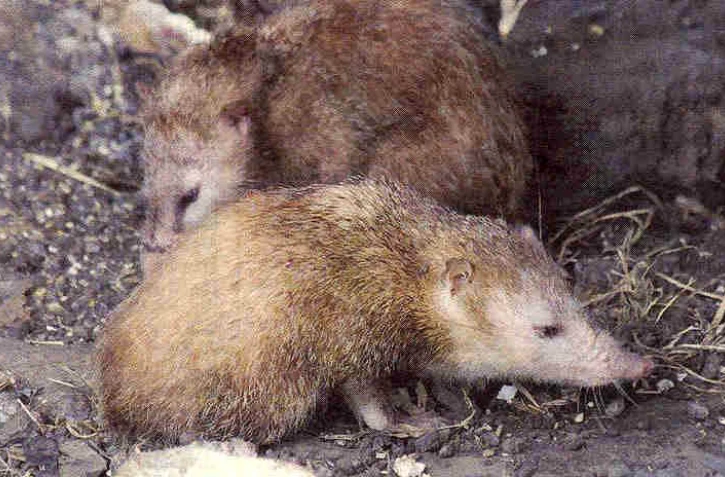 Tangues (Photo : http://pedagogie2.ac-reunion.fr/collecontedelisle)