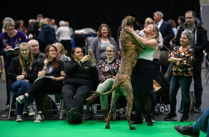 Une femme enlacée par son chien, un dogue allemand, le premier jour du salon canin Crufts, au National Exhibition Centre de Birmingham, dans le centre de l'Angleterre, le 10 mars 2022 