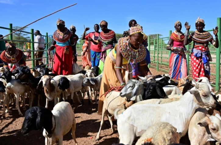 Des éleveuses à Merille au Kenya rassemblent leurs chèvres avant de les vendre au marché, le 30 avril 2019