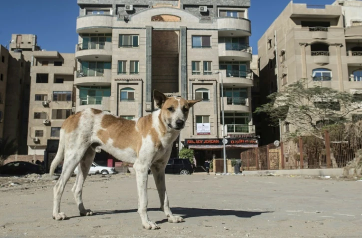 Un chien errant dans une rue du Caire, le 12 décembre 2018
