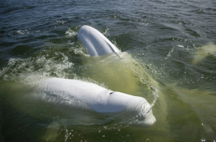 Des bélugas dans la baie d'Hudson, le 9 août 2022 au Canada