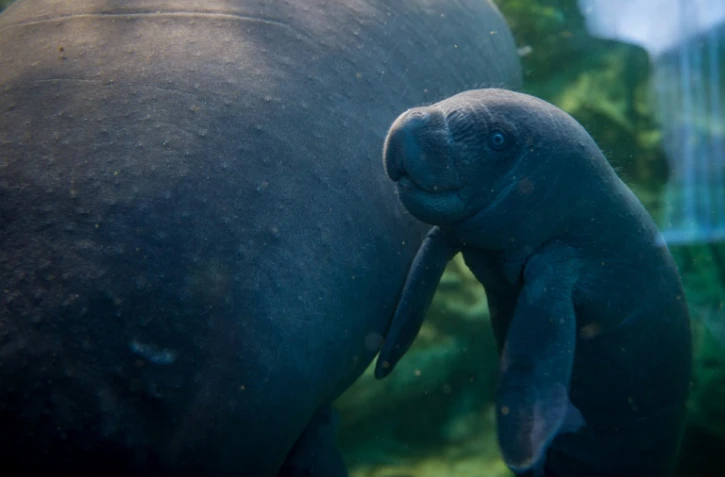 Un bébé lamentin, né il y a dix jours, nage aux côtés de sa mère dans le bassin du zoo de Beauval, le 15 mars 2017