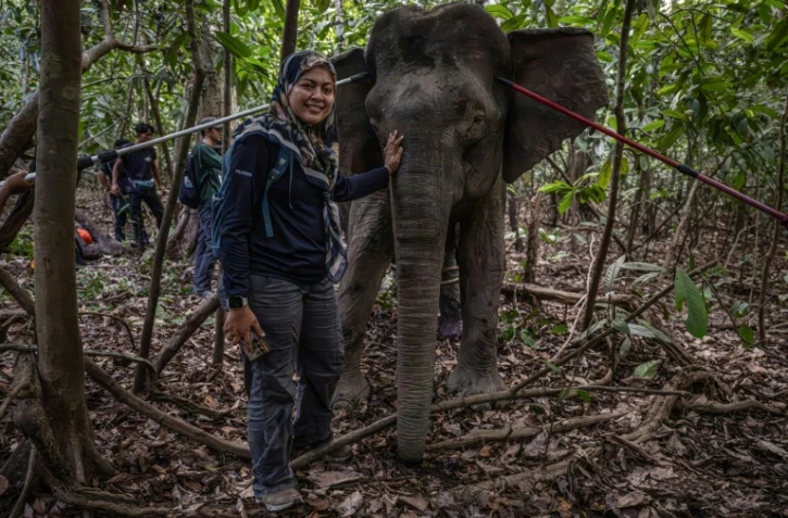 La scientifique Farina Othman à côté d'une éléphante de Bornéo après une opération de pose de colliers GPS dans la jungle de Bornéo, à Sukau, dans l'Etat de Sabah, le 24 août 2026 en Malaisie