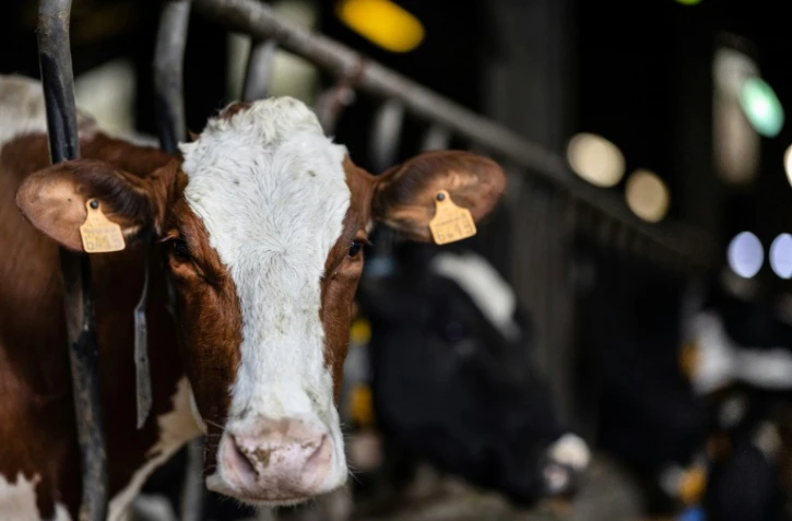 Une vache le 22 février 2024 dans un étable à Mahalon, dans l'ouest de la France