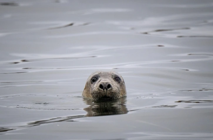 Un phoque gris près de l'île bretonne Rouzic, dans la réserve naturelle des Sept-Iles, le 7 juin 2021