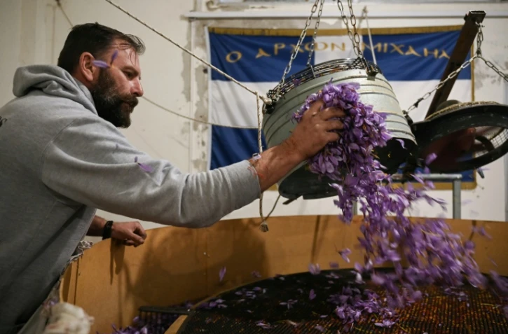 Un agriculteur sépare les pétales bleus et violets des stigmates du safran à l'aide d'une centrifugeuse dans un entrepôt du village de Krokos, près de Kozani, au nord-ouest de la Grèce, le 1er novembre 2024