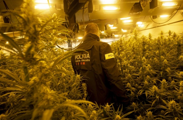 Un policier catalan dans une plantation illégale de marijuana à Martorell, près de Barcelone, le 6 octobre 2020