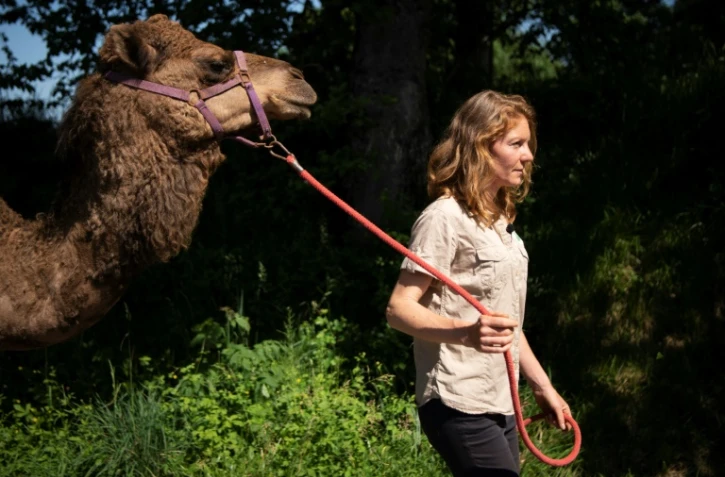 L'éleveuse de chameaux Camille Tessier sà la ferme "Prairie de Cameline", à Terre de Bancalier, près de Toulouse, le 17 mai 2022