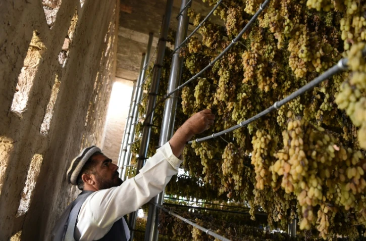 Un agriculteur afghan inspecte des grappes de raisin dans une salle de séchage, à Kaboul, le 5 octobre 2017