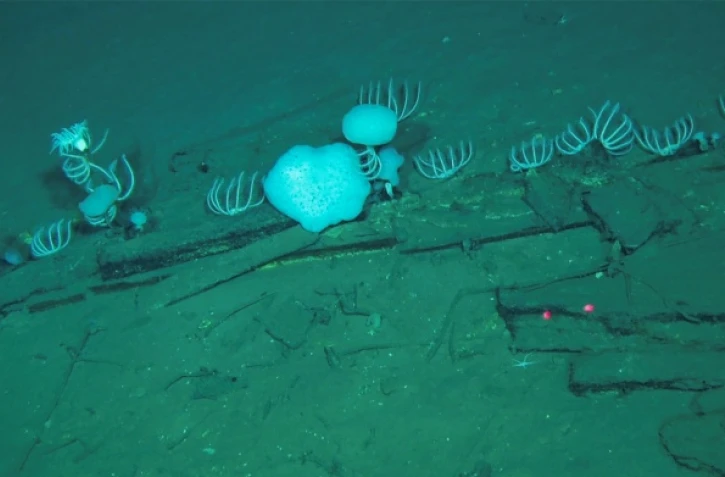Photo prise par "Global TREnD, IDSSE" et diffusée le 10 juin 2026 montrant le plus grand cimetière de baleines connu au monde, découvert par le submersible chinois Fendouzhe, à sept kilomètres de profondeur dans l'océan Indien 
